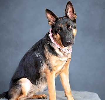 Photo of Chilli 3117
