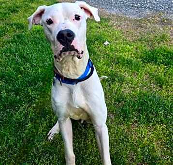 Photo of Pongo