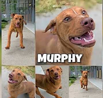 Photo of Murphy