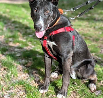 Photo of Milo