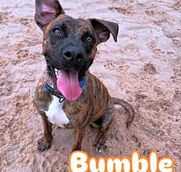 Photo of BUMBLE