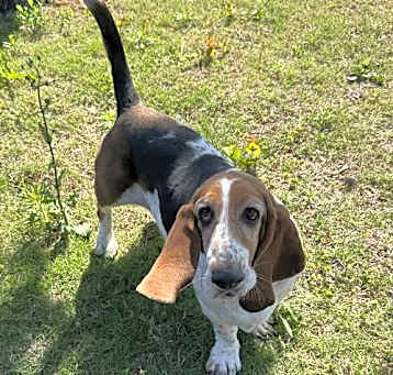 Photo of Bonnie