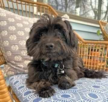 Photo of Amaretto