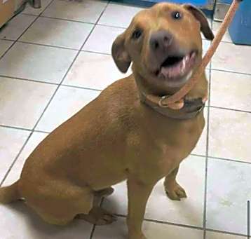 Photo of Rufus