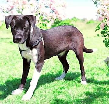 Photo of PUPPY IZZY GIRL