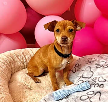 Photo of Capone pup