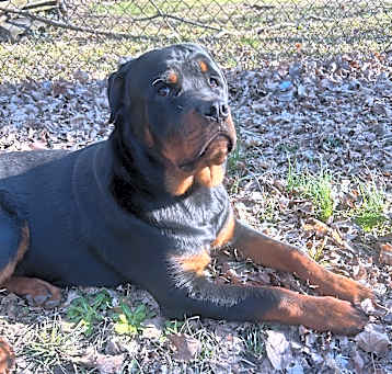 Photo of Frankie