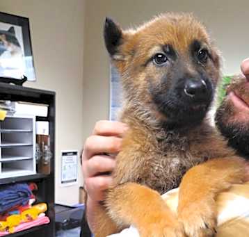 Photo of BUTTERCUP (Puppy)