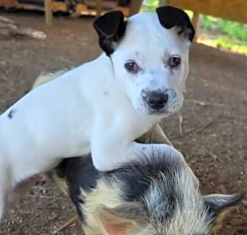 Photo of Merle