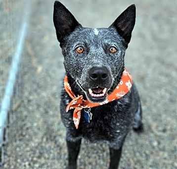 Photo of Bernard (Bear)