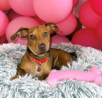 Photo of Rosetta pup