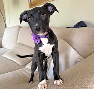 Photo of Iris