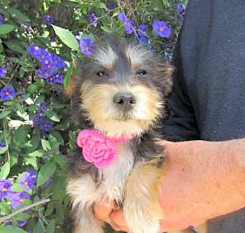 Photo of Sweetyy,,