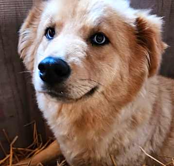 Photo of Nika