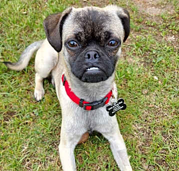 Photo of Romeo