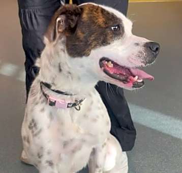 Photo of Daisy