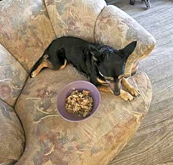 Photo of CHICA #2