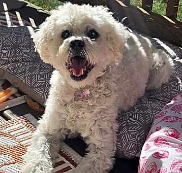 Photo of Shaggy