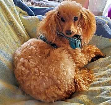 Photo of Louie