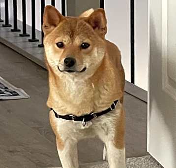 Photo of Baby Dog