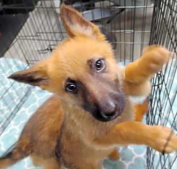 Photo of BUBBLES (Puppy)