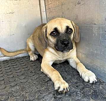 Photo of Indi