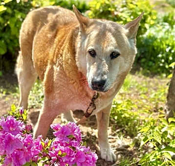 Photo of Ruger