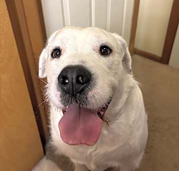 Photo of Lucky