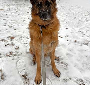Photo of BRUCE