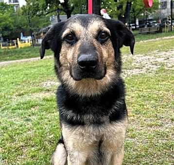 Photo of Merlin