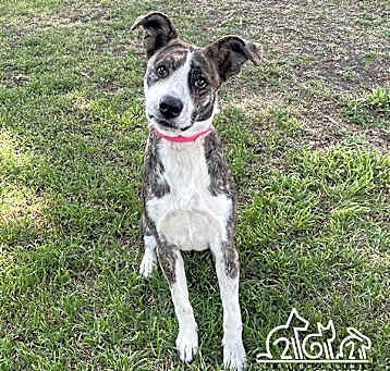 Photo of ROO
