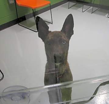 Photo of GOOSE