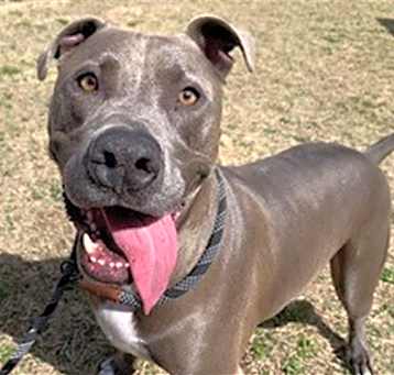 Photo of DUKE