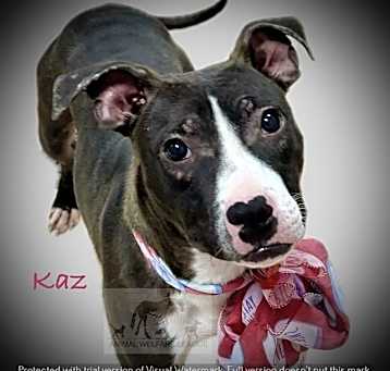 Photo of KAZ
