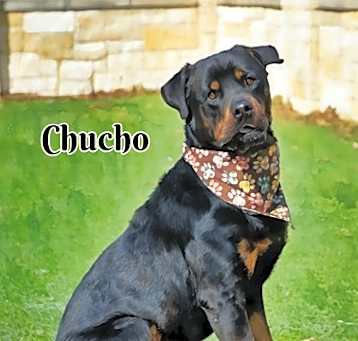 Photo of ChuCho