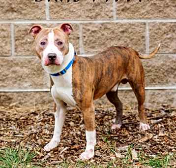 Photo of Brad Pitty