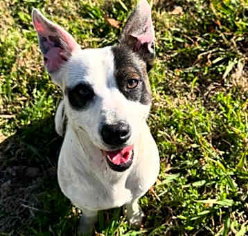 Photo of Bandit