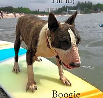 Photo of Boogie