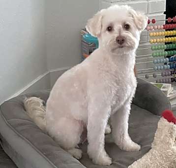 Photo of Oso