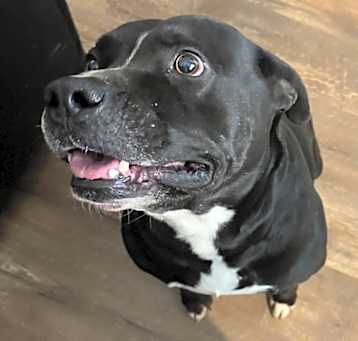 Photo of Shadow