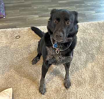 Photo of Onyx