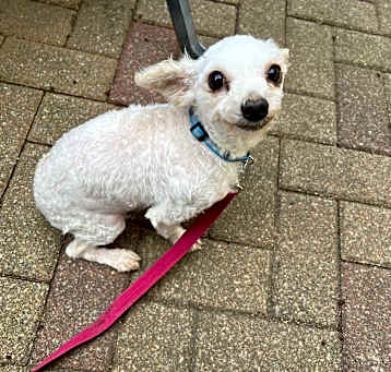 Photo of Scooby