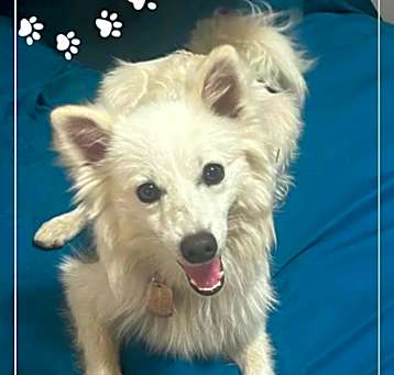 Photo of Tod