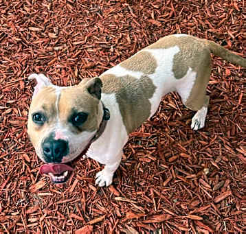 Photo of Hopper