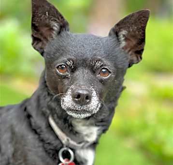 Photo of ROXANNE