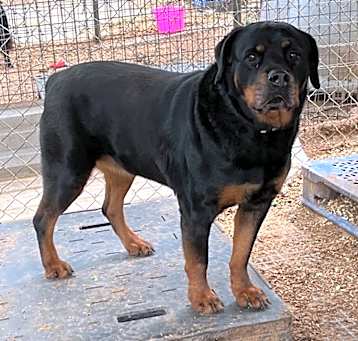 Photo of Diamond