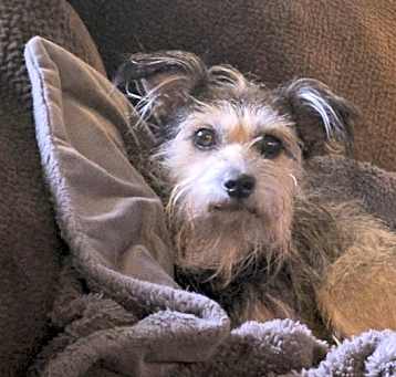 Photo of Joey