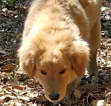 Photo of Golden Pup