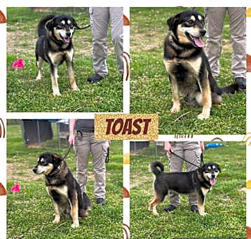 Photo of Toast