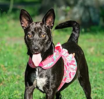 Photo of Luna
